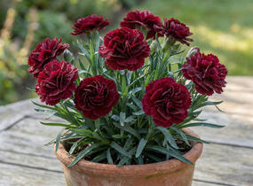 Hvozdík karafiát 'Sw.P. Dark Red' - Dianthus caryophyllus 'Sw.P. Dark Red'