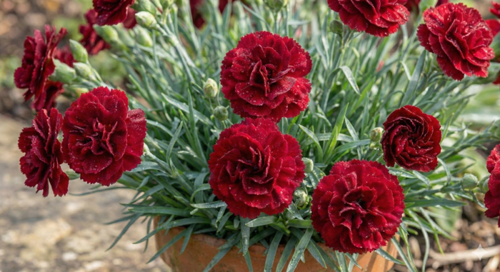 Hvozdík karafiát 'Sw.P. Dark Red' - Dianthus caryophyllus 'Sw.P. Dark Red'