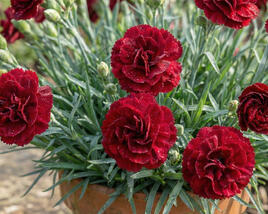 Hvozdík karafiát 'Sw.P. Dark Red'