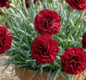 Hvozdík karafiát 'Sw.P. Dark Red' - Dianthus caryophyllus 'Sw.P. Dark Red'