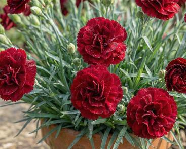 Hvozdík karafiát 'Sw.P. Dark Red'