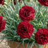 Dianthus caryophyllus 'Sw.P. Dark Red'_2.png