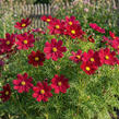 Krásenka zpeřená 'Sonata Carmine' - Cosmos bipinnatus 'Sonata Carmine'