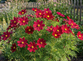 Krásenka zpeřená 'Sonata Carmine' - Cosmos bipinnatus 'Sonata Carmine'