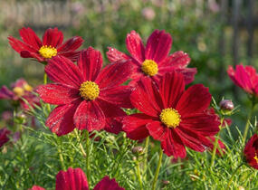 Krásenka zpeřená 'Sonata Carmine' - Cosmos bipinnatus 'Sonata Carmine'