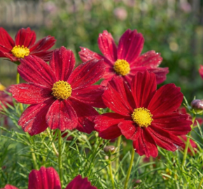 Krásenka zpeřená 'Sonata Carmine' - Cosmos bipinnatus 'Sonata Carmine'