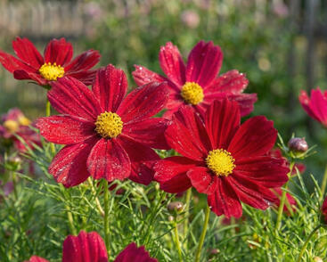 Krásenka zpeřená 'Sonata Carmine'