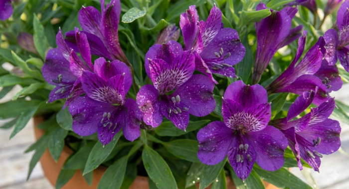 Alstromérie, boubelka 'Inticancha Indigo' - Alstroemeria hybrida 'Inticancha Indigo'