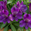 Alstromérie, boubelka 'Inticancha Indigo' - Alstroemeria hybrida 'Inticancha Indigo'