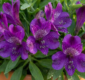 Alstromérie, boubelka 'Inticancha Indigo'