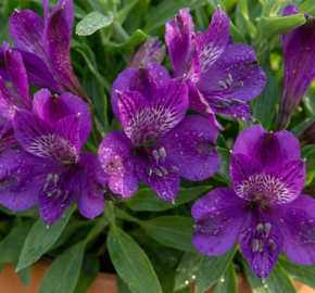 Alstromérie, boubelka 'Inticancha Indigo' - Alstroemeria hybrida 'Inticancha Indigo'