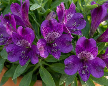 Alstromérie, boubelka 'Inticancha Indigo'