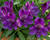 Alstromérie, boubelka 'Inticancha Indigo'