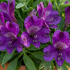 Alstroemeria hybrida 'Inticancha Indigo'.png