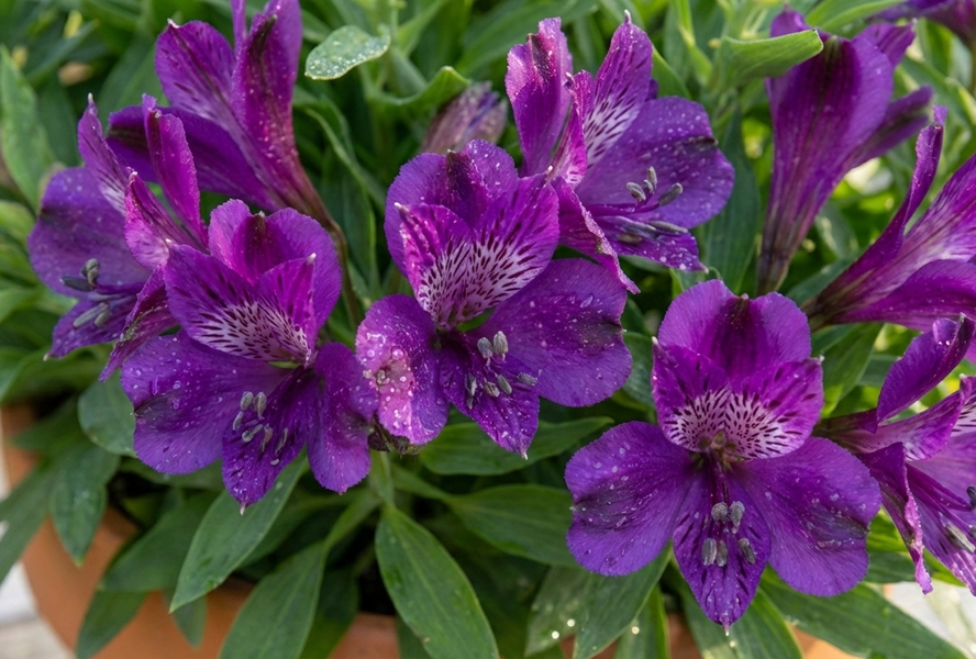 Alstromérie, boubelka 'Inticancha Indigo' - Alstroemeria hybrida 'Inticancha Indigo'