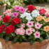 Catharanthus roseus 'Cora XDR Mix'.png