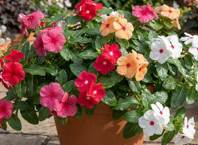 Barvínkovec růžový 'Cora Cascade XDR Mix' - Catharanthus roseus 'Cora Cascade XDR Mix'