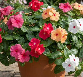 Barvínkovec růžový 'Cora Cascade XDR Mix'