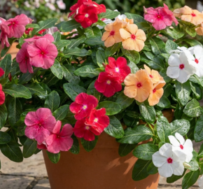 Barvínkovec růžový 'Cora Cascade XDR Mix' - Catharanthus roseus 'Cora Cascade XDR Mix'