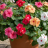 Catharanthus roseus 'Cora Cascade XDR Mix'.png