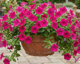 Petúnie 'Cascadias Fuchsia'