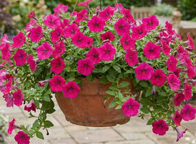 Petúnie 'Cascadias Fuchsia' - Petunia hybrida 'Cascadias Fuchsia'