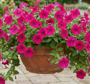 Petúnie 'Cascadias Fuchsia' - Petunia hybrida 'Cascadias Fuchsia'