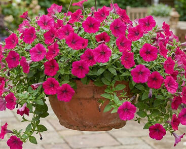 Petúnie 'Cascadias Fuchsia'