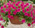 Petúnie 'Cascadias Fuchsia'