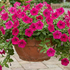 Petunia hybrida 'Cascadias Fuchsia'.png