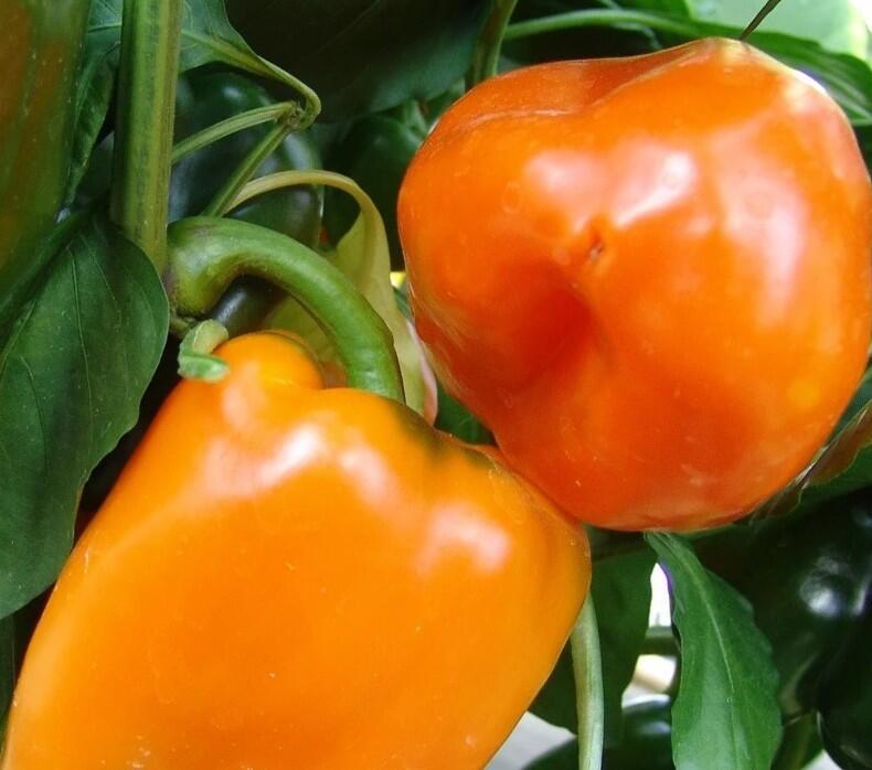 Paprika k rychlení 'Kubista' F1 - Capsicum annuum 'Kubista' F1