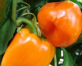 Paprika k rychlení 'Kubista' F1