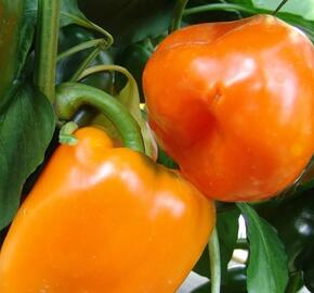 Paprika k rychlení 'Kubista' F1 - Capsicum annuum 'Kubista' F1