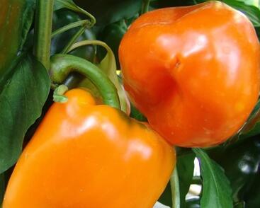 Paprika k rychlení 'Kubista' F1