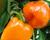 Paprika k rychlení 'Kubista' F1