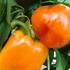 Capsicum annuum 'Kubista' F1.jpg