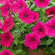 Petúnie 'Cascadias Fuchsia' - Petunia hybrida 'Cascadias Fuchsia'