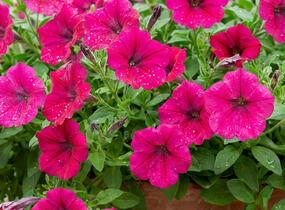 Petúnie 'Cascadias Fuchsia' - Petunia hybrida 'Cascadias Fuchsia'