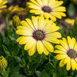 Dvoutvárka 'Tradewinds Yellow' - Osteospermum ecklonis 'Tradewinds Yellow'