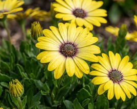Dvoutvárka 'Tradewinds Yellow'