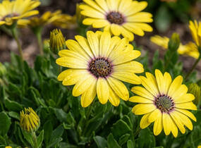 Dvoutvárka 'Tradewinds Yellow' - Osteospermum ecklonis 'Tradewinds Yellow'