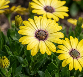 Dvoutvárka 'Tradewinds Yellow' - Osteospermum ecklonis 'Tradewinds Yellow'