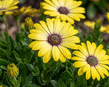 Dvoutvárka 'Tradewinds Yellow'