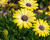 Dvoutvárka 'Tradewinds Yellow'
