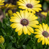 Osteospermum ecklonis 'Tradewinds Yellow'_2.png