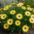 Dvoutvárka 'Tradewinds Yellow' - Osteospermum ecklonis 'Tradewinds Yellow'