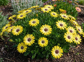 Dvoutvárka 'Tradewinds Yellow' - Osteospermum ecklonis 'Tradewinds Yellow'