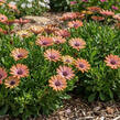 Dvoutvárka 'Tradewinds Terracotta' - Osteospermum ecklonis 'Tradewinds Terracotta'