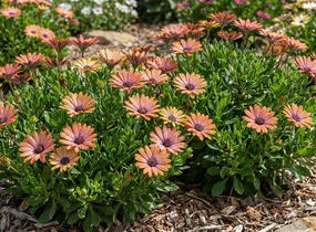 Dvoutvárka 'Tradewinds Terracotta' - Osteospermum ecklonis 'Tradewinds Terracotta'