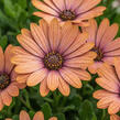 Dvoutvárka 'Tradewinds Terracotta' - Osteospermum ecklonis 'Tradewinds Terracotta'